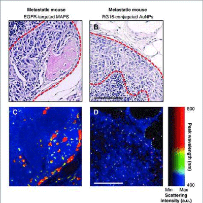 Optical Hyperspectral Microscopy of Specific Nanoparticle Uptake and Localization